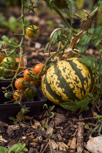 Home grown tomatoes and a pumpkin
