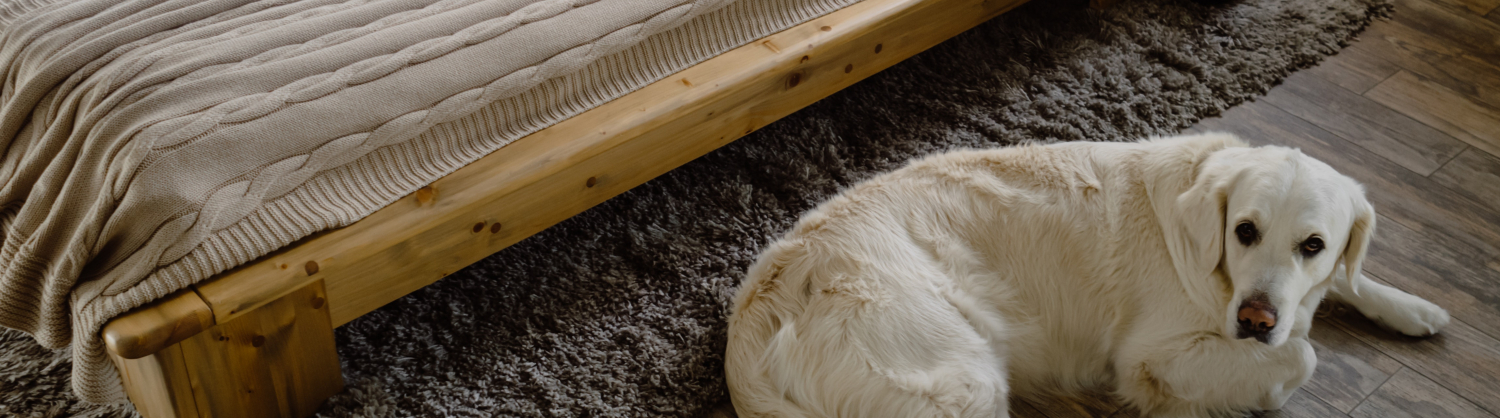 Dog sat on the floor in front of a bed.