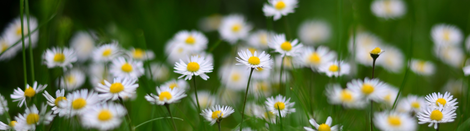 field of daisies