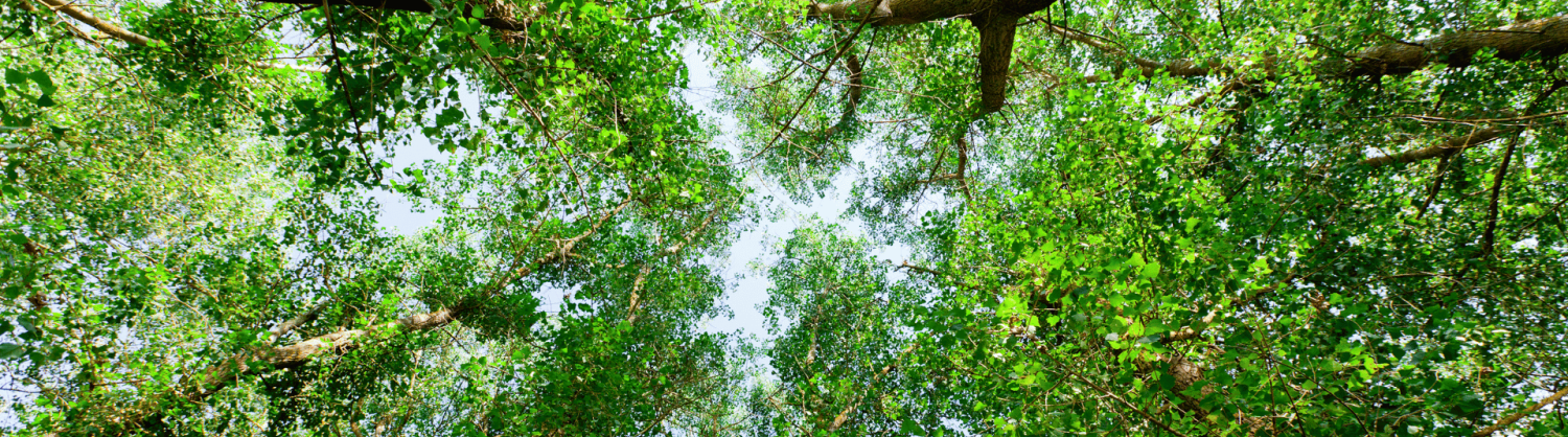 Tree canopy looking up from the ground