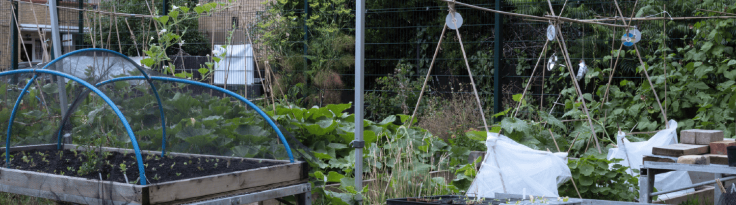 A community garden with planters