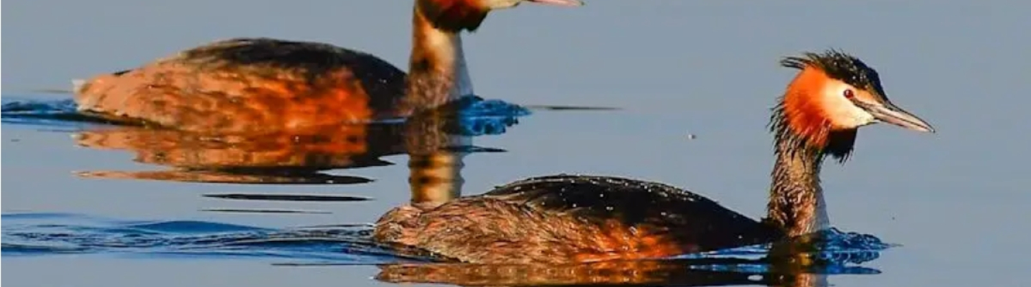Two crested grebes on a lake