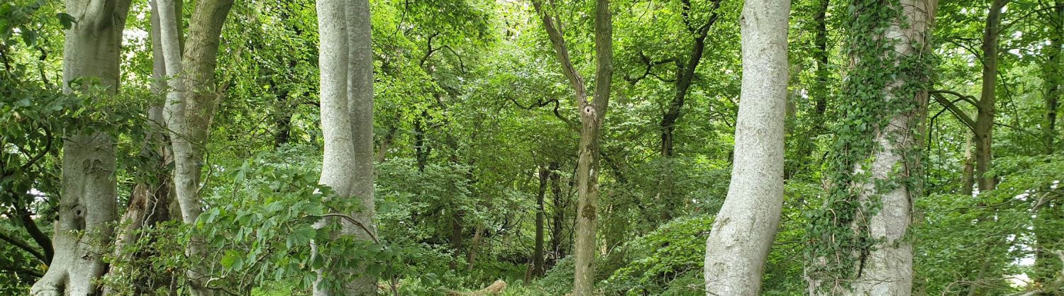 trees and bushes in a forest