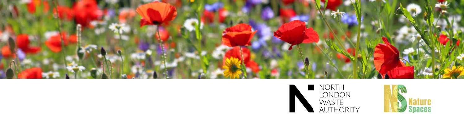 Wildflower Meadow