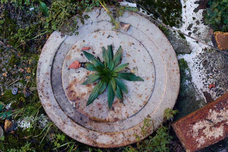 A weed growing through a concrete circle