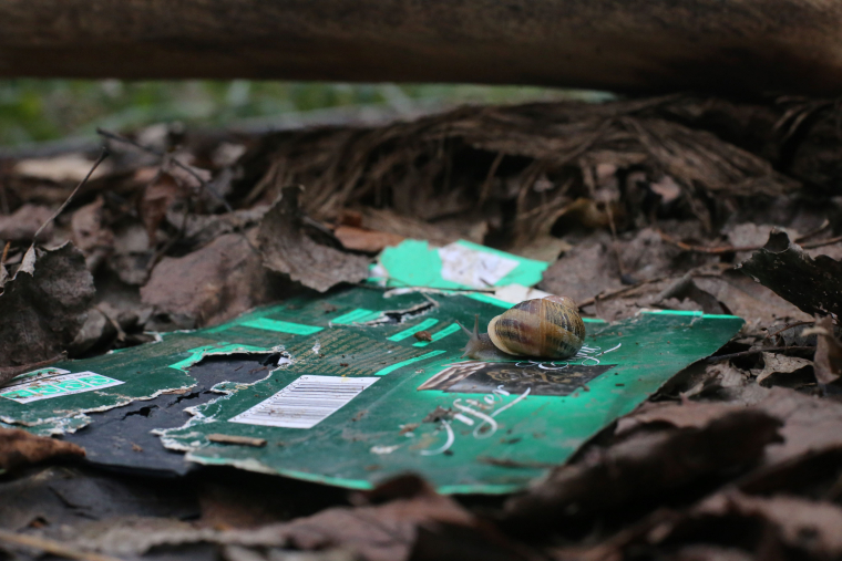 A snail on a discarded packet of After Eight biscuits