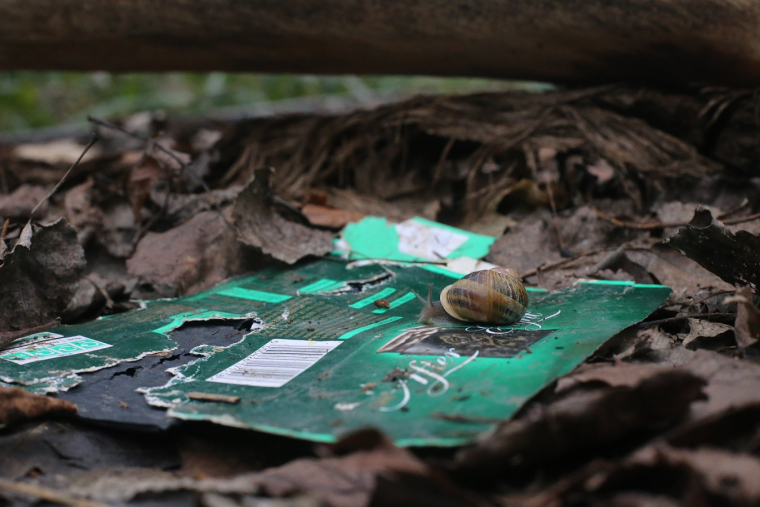 A snail sitting on a discarded after eights box on the forest floor