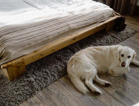 Dog sat on the floor in front of a bed.