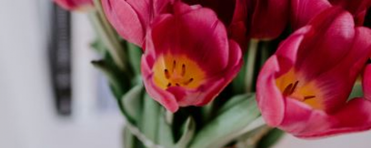 Cut flowers
