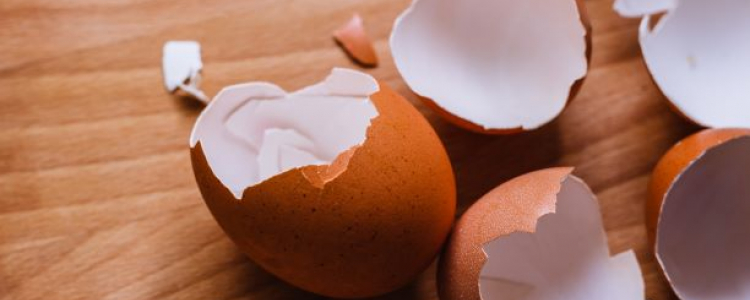 Egg shells