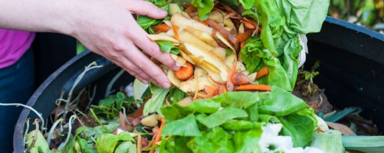 Compost bin