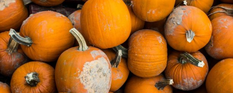 Mouldy pumpkins
