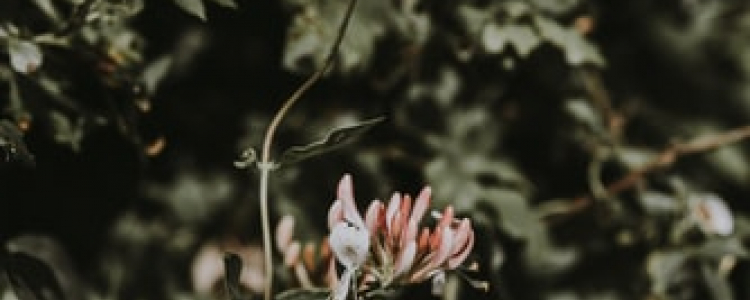 Wild honeysuckle - Japanese Knotweed