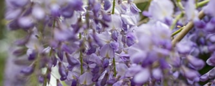 Wisteria - invasive plant