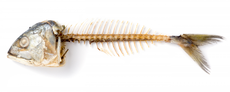 Fish bone