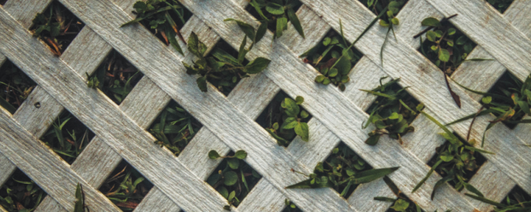 Wooden trellis with plants visible through the holes
