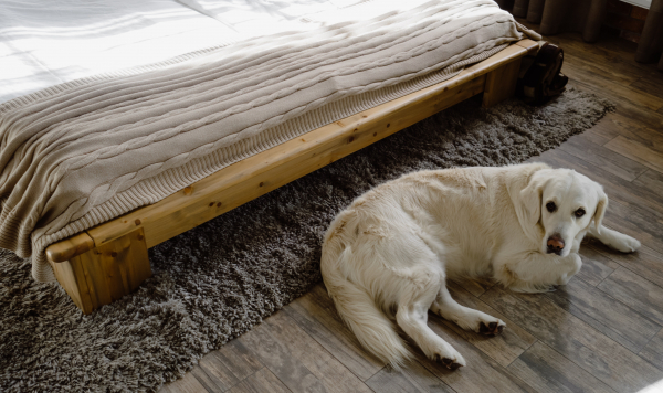 Dog sat on the floor in front of a bed.